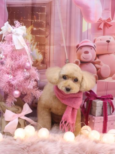 20241205モンチちゃん